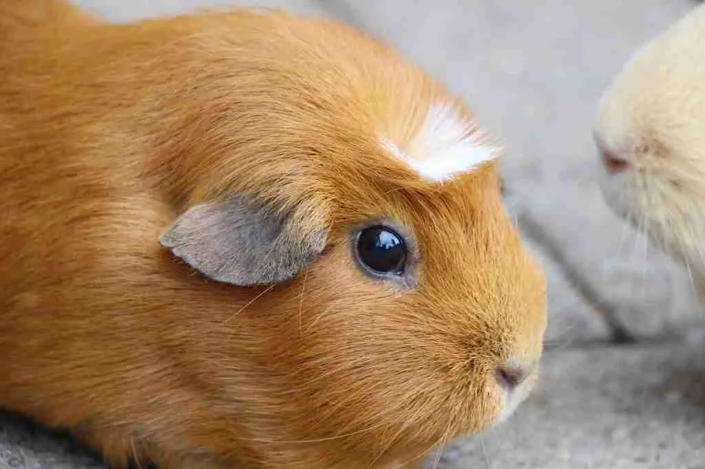 A guinea pig relaxing its nose