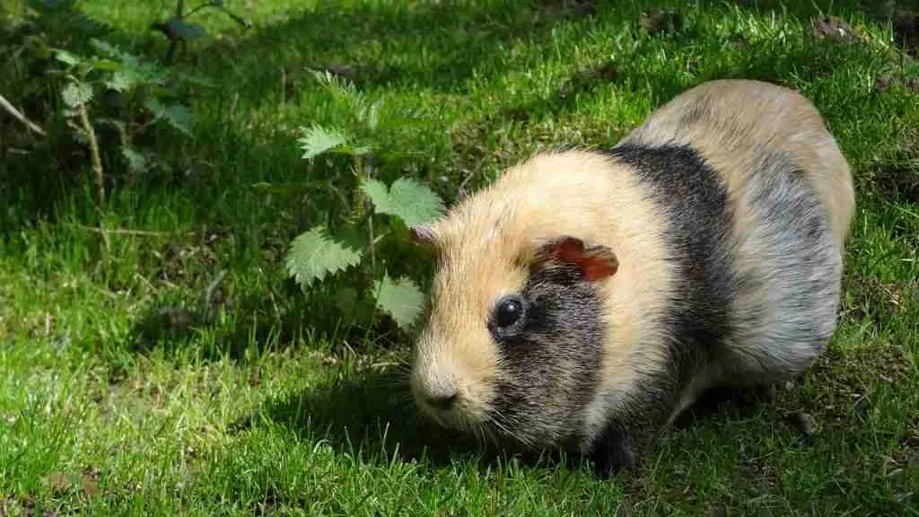 A guinea pig in the wild