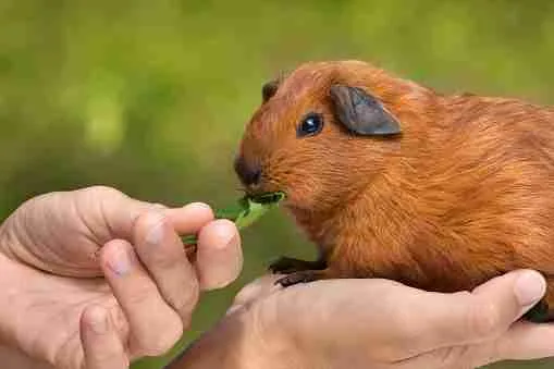 A picture showing feeding a guinea pig properly to show affection