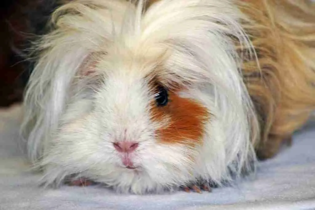 A long-haired guinea pig