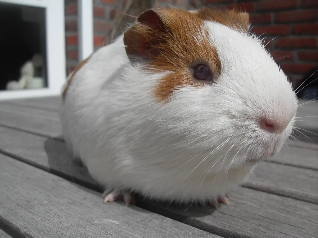 A picture of an obese guinea pig