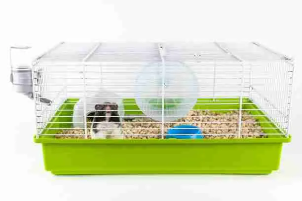 Hamster living in small cage