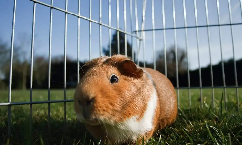 A lonely guinea pig in a cage