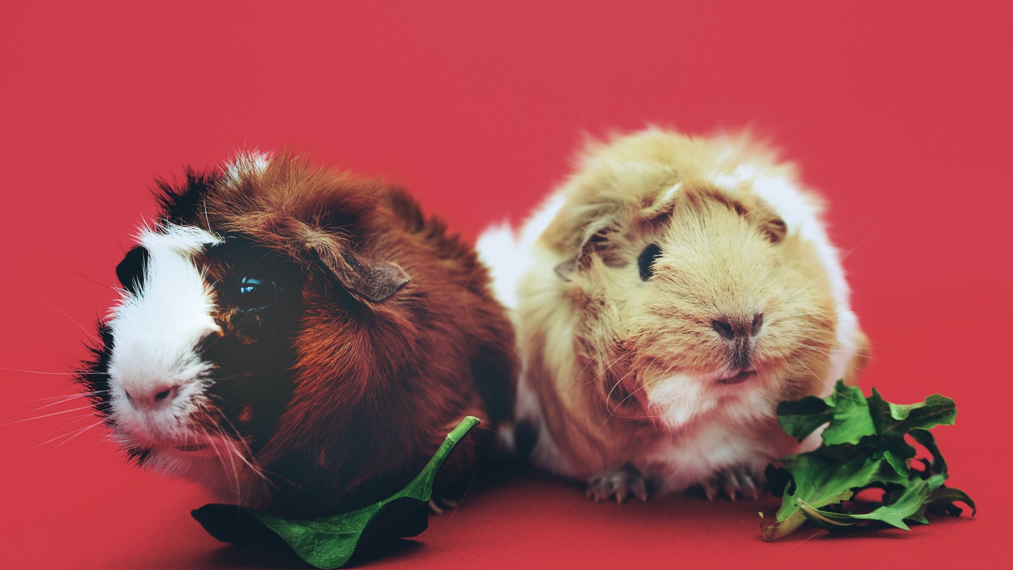 can-guinea-pigs-live-together-animalsdoingstuff