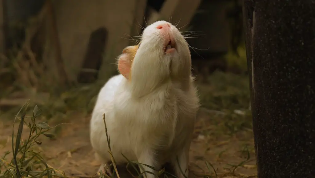 A guinea pig making noises