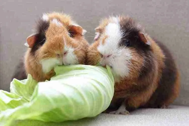 too much cabbage diet can kill guinea pigs