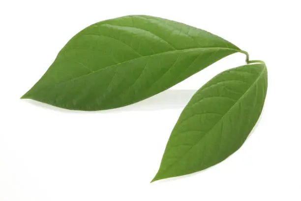 Avocado Leaves - Not a Food for Guinea Pigs
