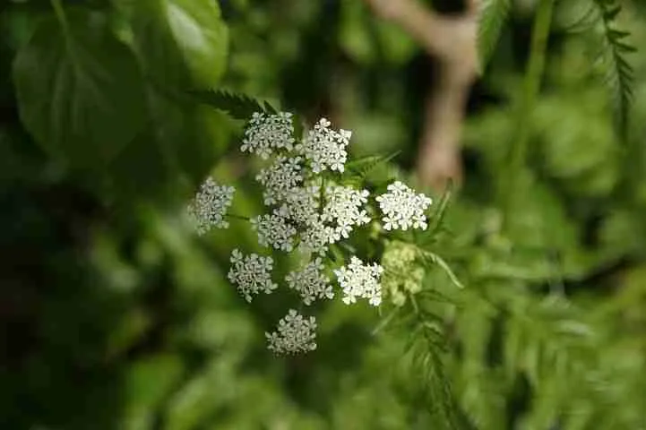 Cow Parsley - Not a Food For Guinea Pigs