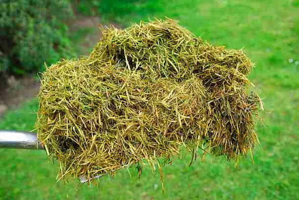 Grass Clippings - Not Healthy for Guinea Pigs