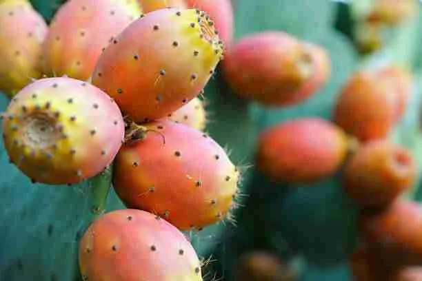 Prickly Pears - Food for Guinea Pigs