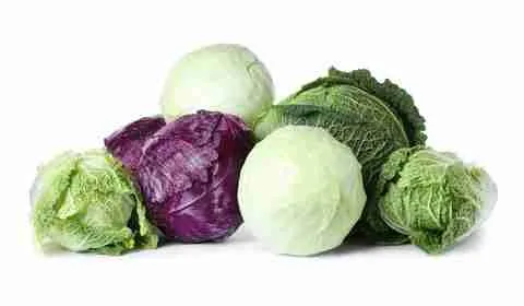 other types of cabbage for guinea pigs