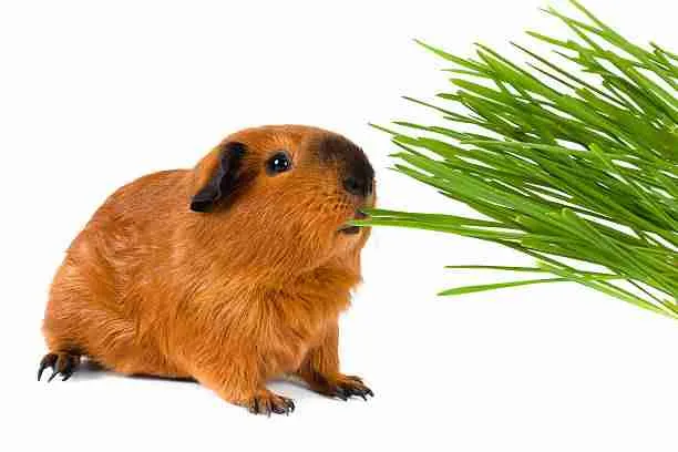 Grass - Healthy Food for Guinea Pigs