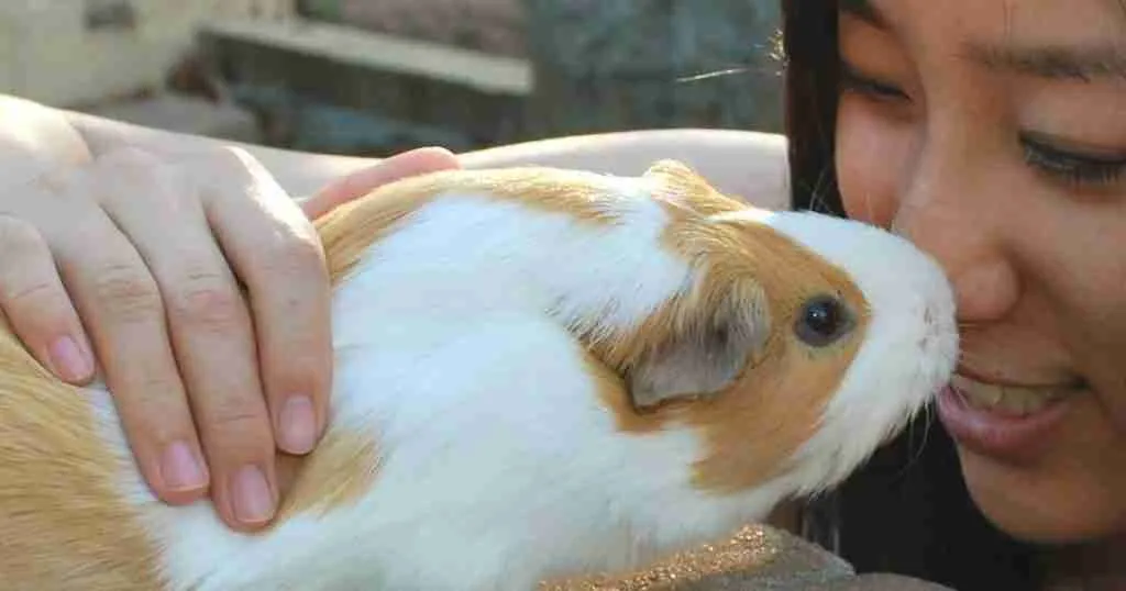 A picture showing guinea pig kissing its owner