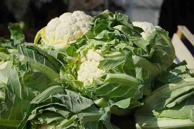 A picture of cauliflower leaves as food for guinea pigs