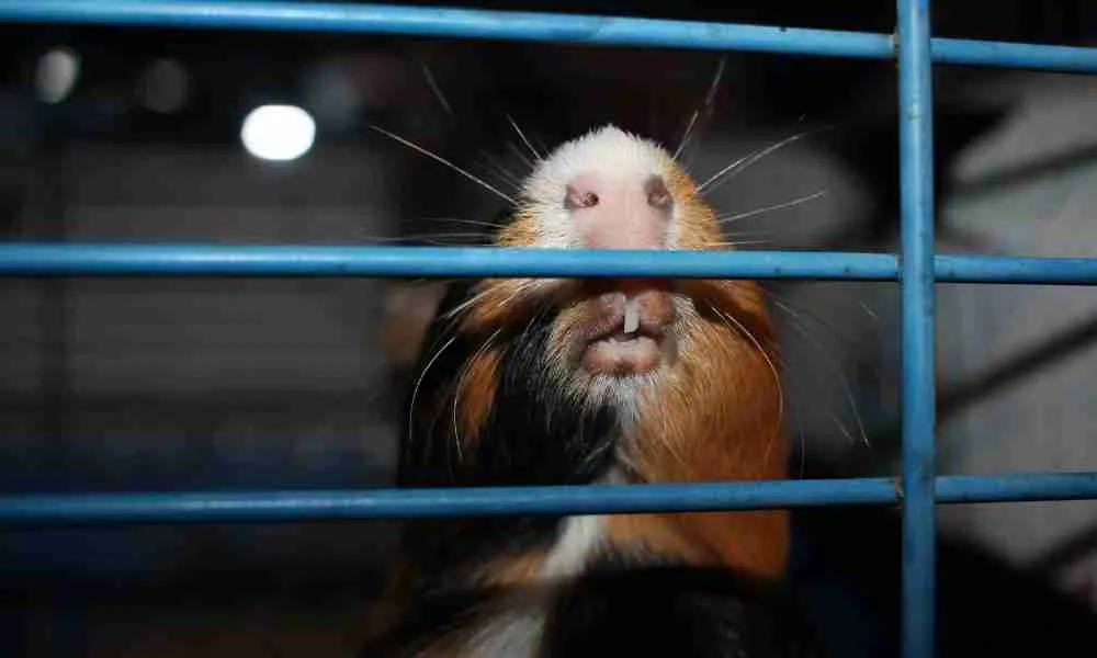 Are Guinea Pigs Bad Pets Blog