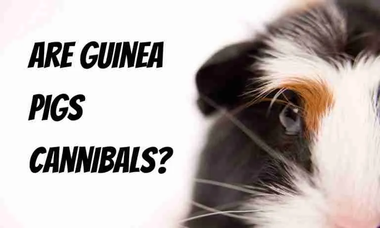 Are Guinea Pigs Cannibal
