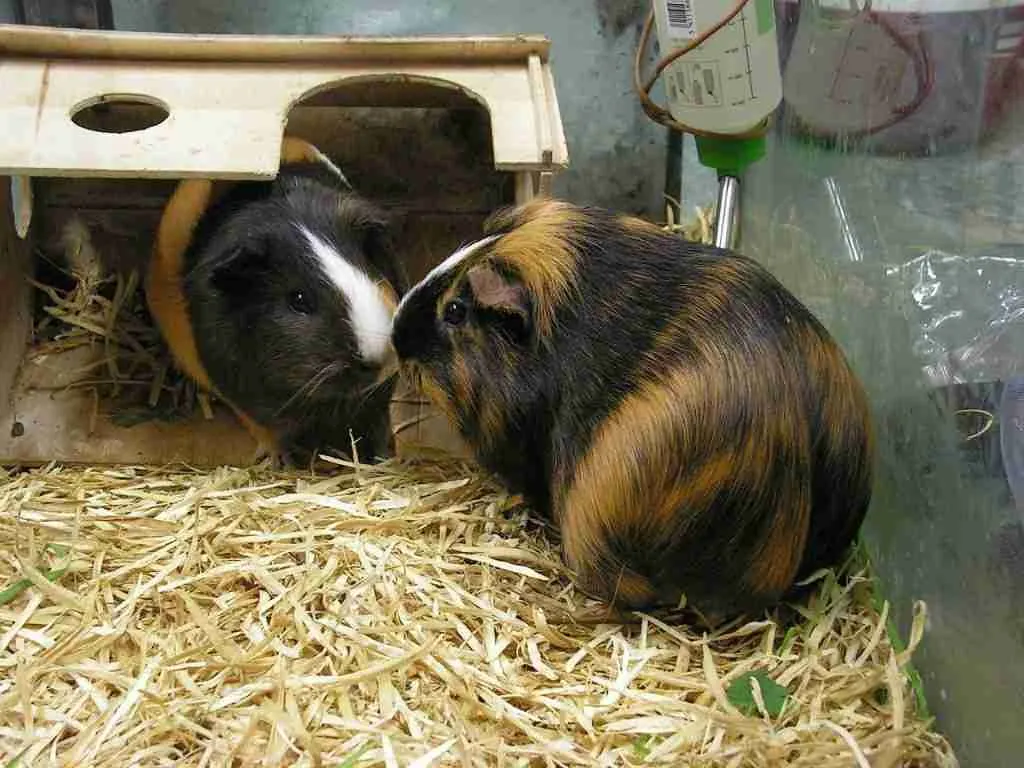 Male and female guinea pigs