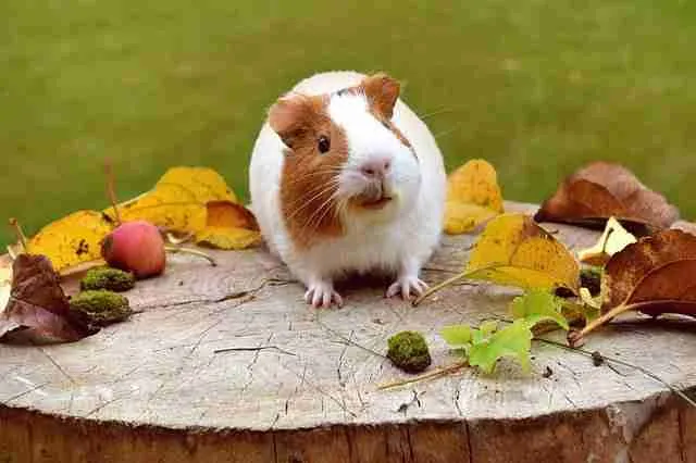 a brown and white guinea pig sitting on a log, surrounded by leaves and fruits