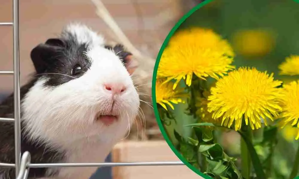 Can Guinea Pigs Eat Dandelions Blog