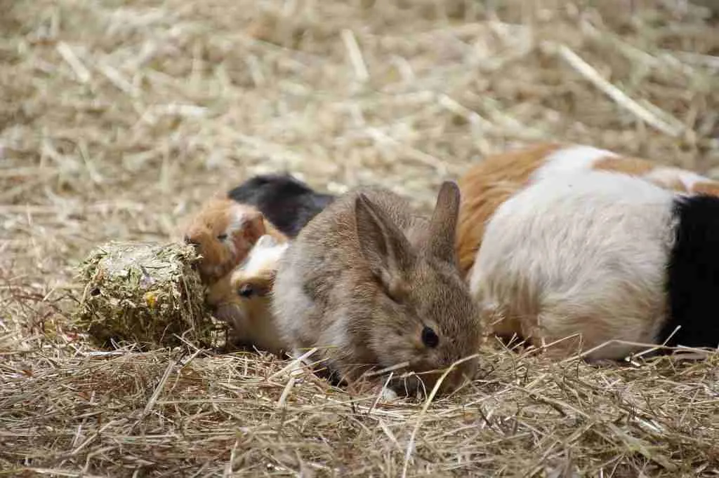 Guinea pigs and a rabbit in the same environment