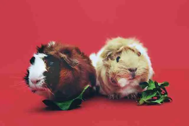two guinea pigs eating arugula or rocket leaves