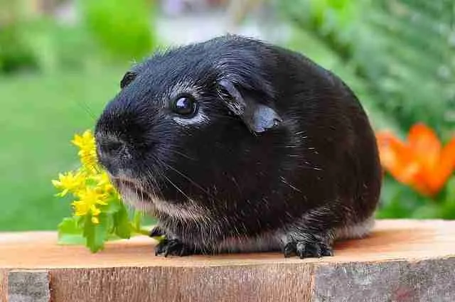 a black guinea pig eating yellow flowers