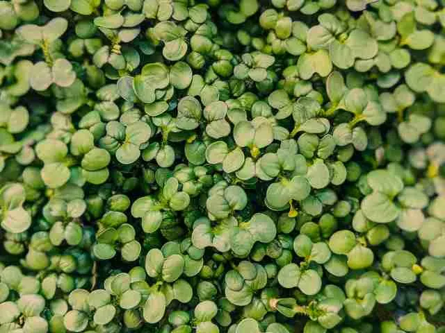 Leaves of Arugula Microgreens