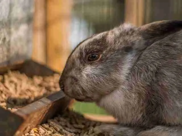 A rabbit eating pellets
