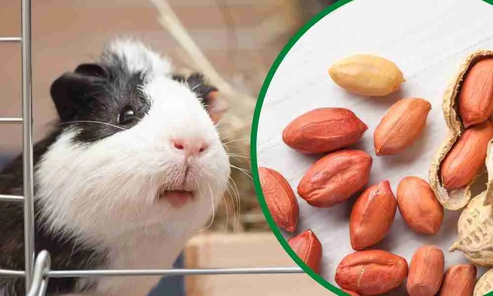 Can Guinea Pigs Eat Nuts? Discover the Surprising Truth!