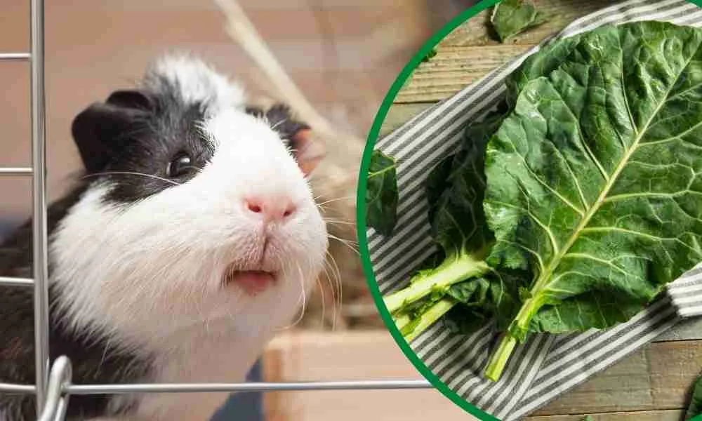 Can Guinea Pigs Eat Watercress? Discover the Surprising Benefits for Your Furry Friend!
