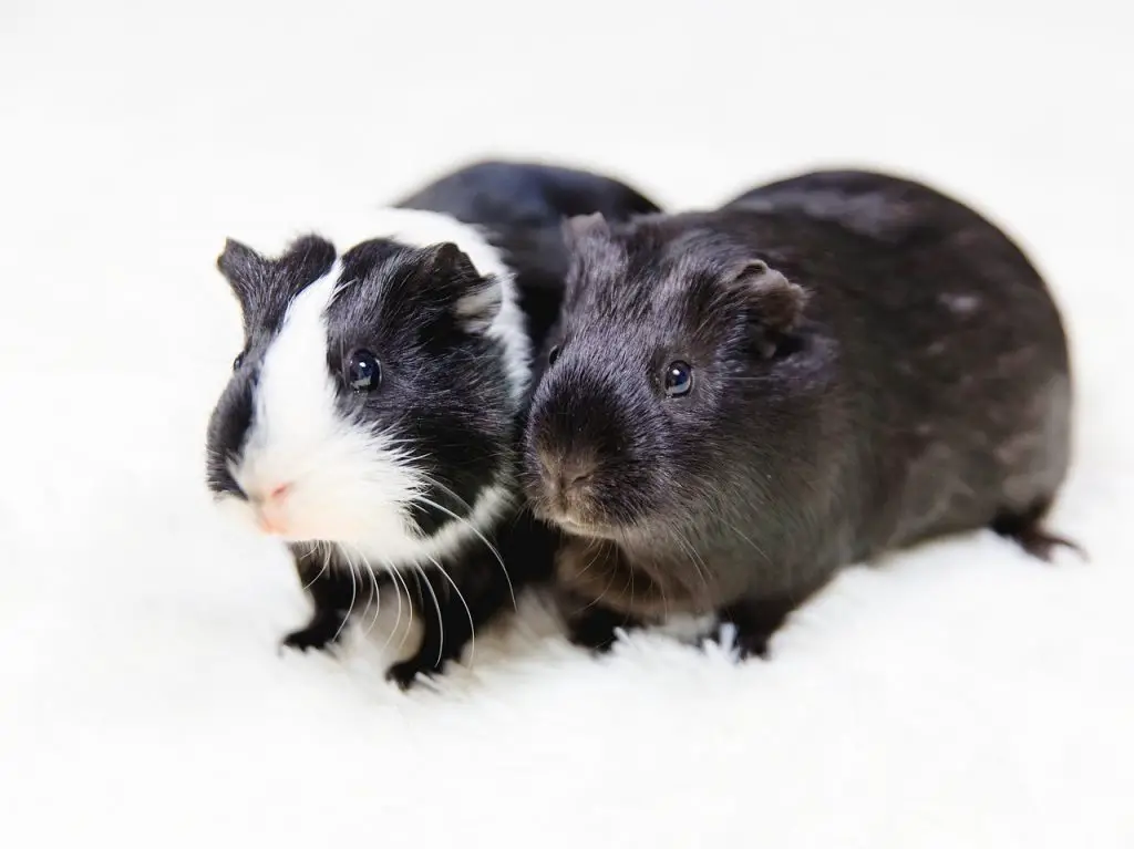 A boy and girl guinea pig