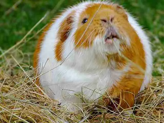 An overweight guinea pig