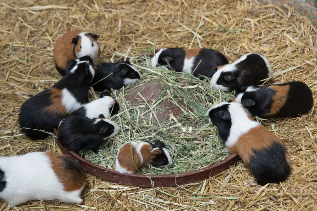 Baby and adult guinea pigs eating hay together