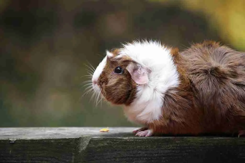 An Abyssinian guinea pig
