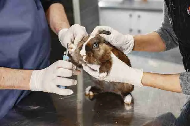 An Abyssinian guinea pig being groomed by a vet doctor