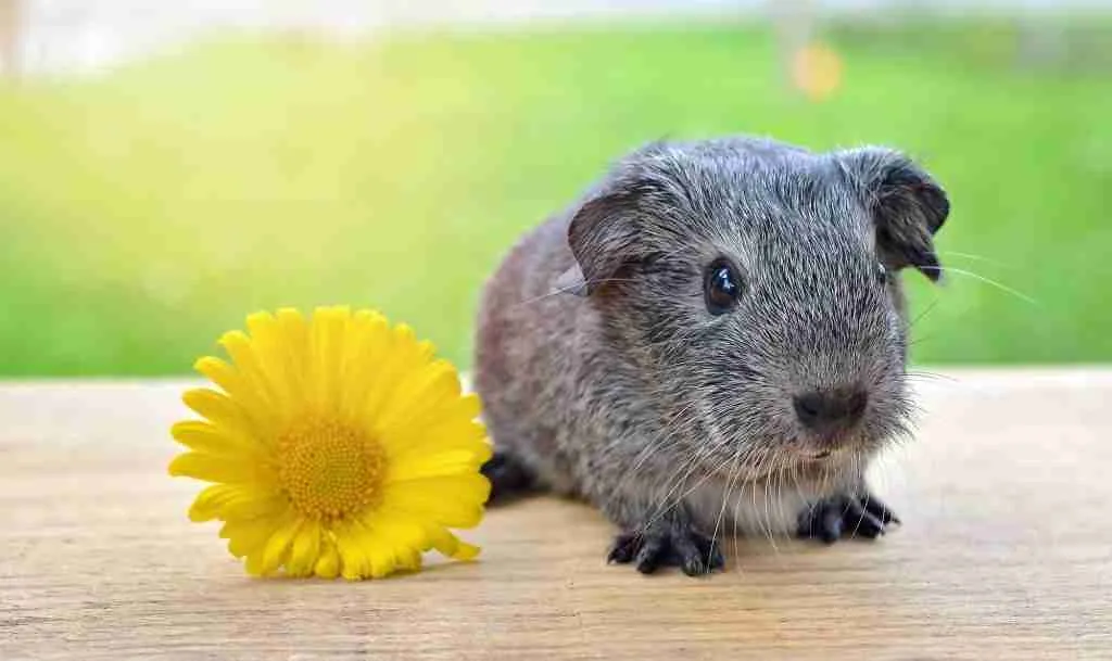 risk of giving sunflowers to guinea pigs
