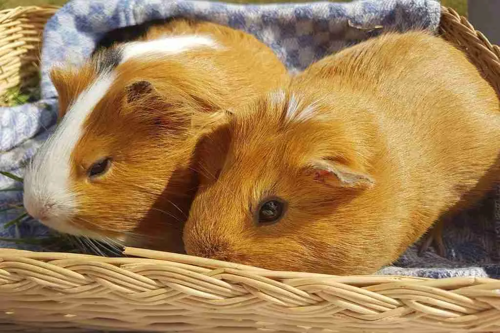 A male and female guinea pig