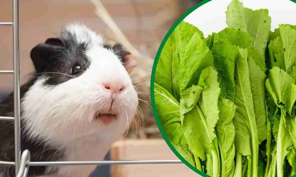 Can Guinea Pigs Eat Mustard Green