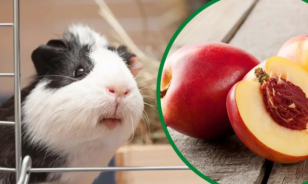 Can Guinea Pigs Eat Cherries  : The Ultimate Guide