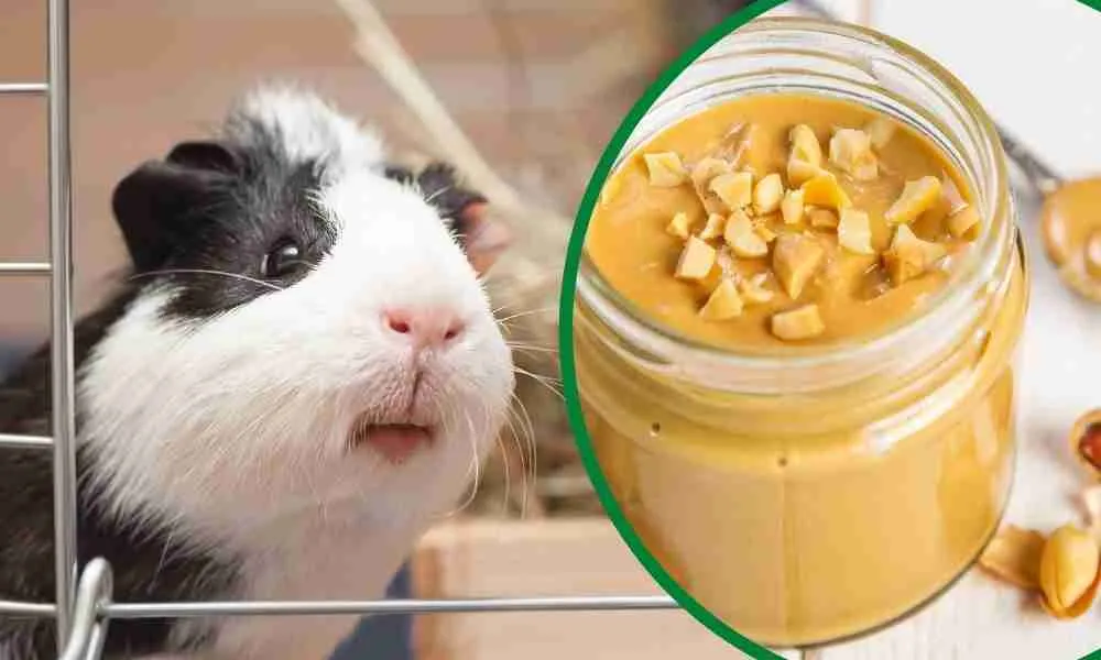 Can Guinea Pigs Eat Peanut Butter