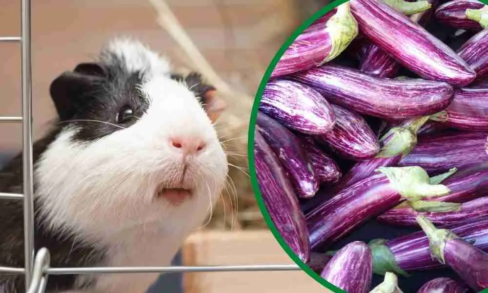 Can Guinea Pigs Eat Raw Eggplant Blog