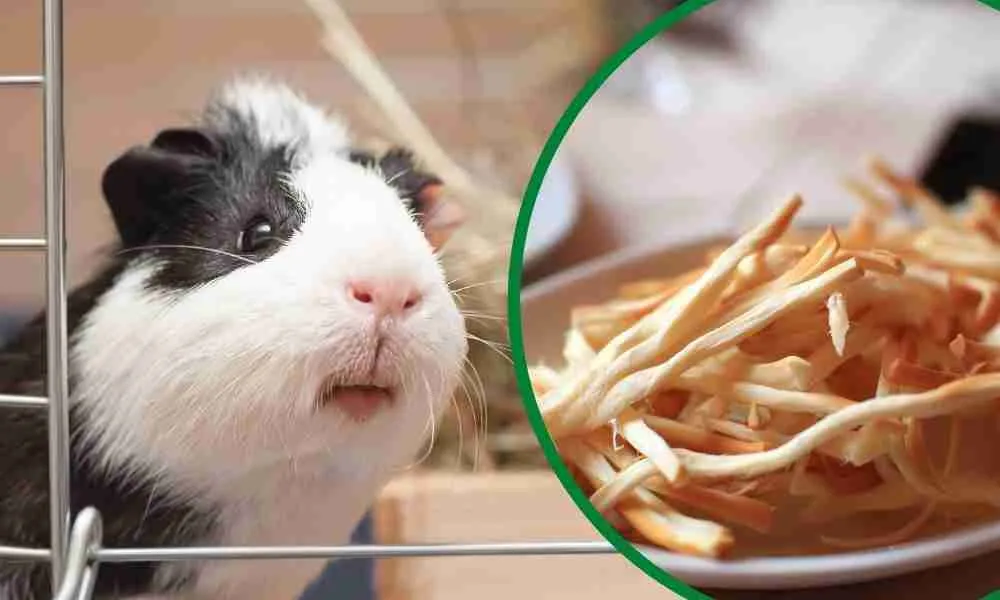 Can Guinea Pigs Eat String Cheese Blog
