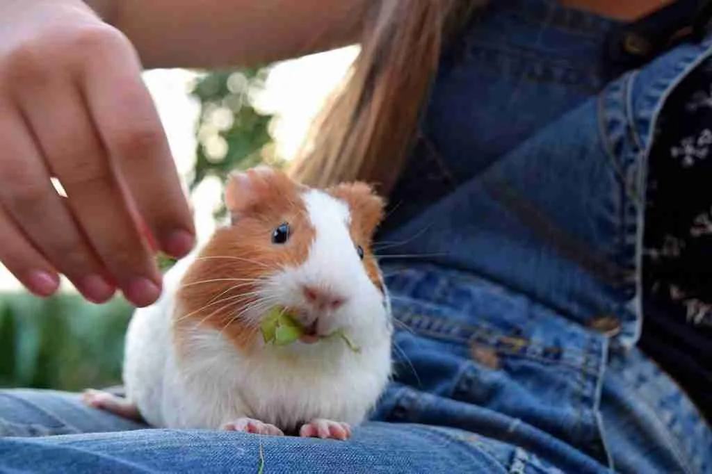 A Guinea Pig Being Held By Its Owner