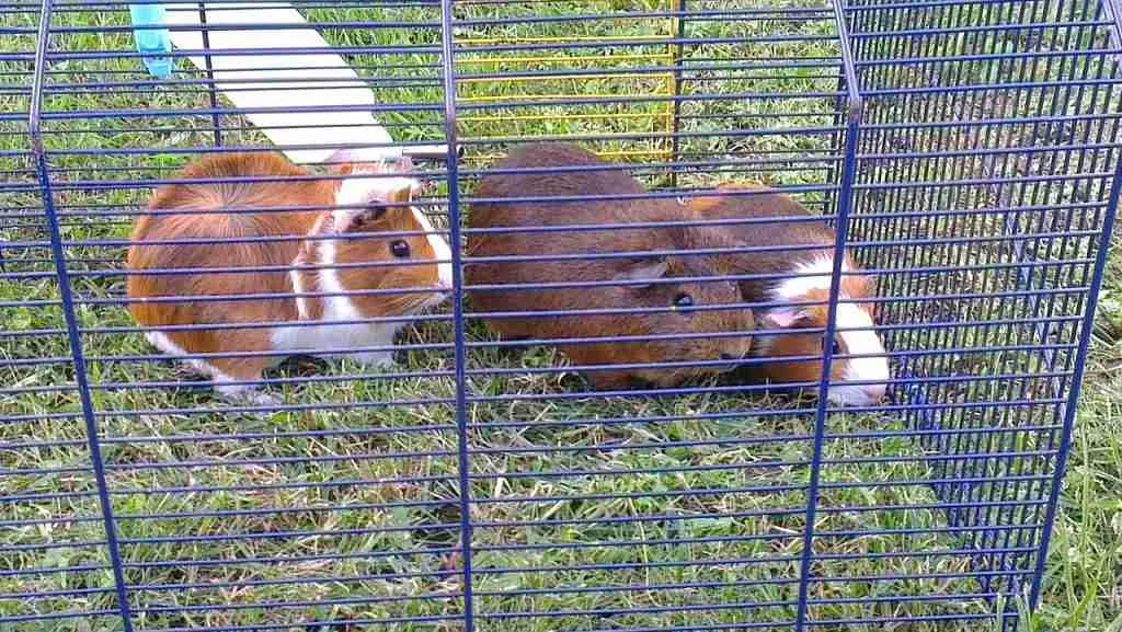 3 Guinea Pigs In A Large Outdoor Cage