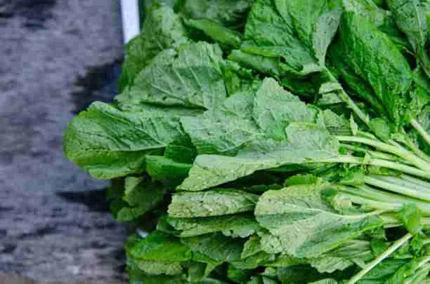 Mustard Greens - Healthy for Guinea Pigs