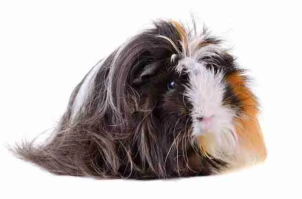Peruvian Guinea Pig - Long-haired Breed