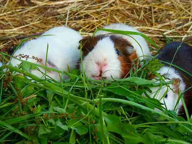 Three guinea pigs eat mixed herbs like mint, celery, grass, basil, etc. and hay