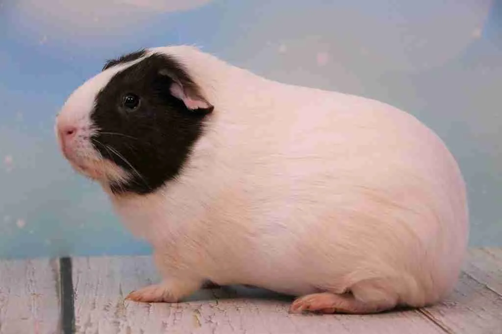An Overweight Guinea Pig