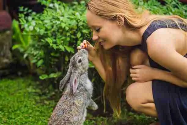Rabbit Being affectionate with It's Owner