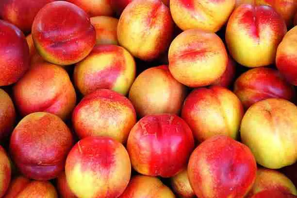 Nectarines - Healthy Foods for Guinea Pigs